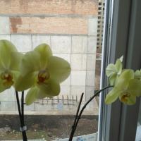 Юлия Грешко
