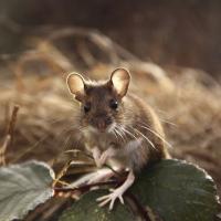Muridae