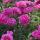 anna_iv