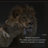 Ками