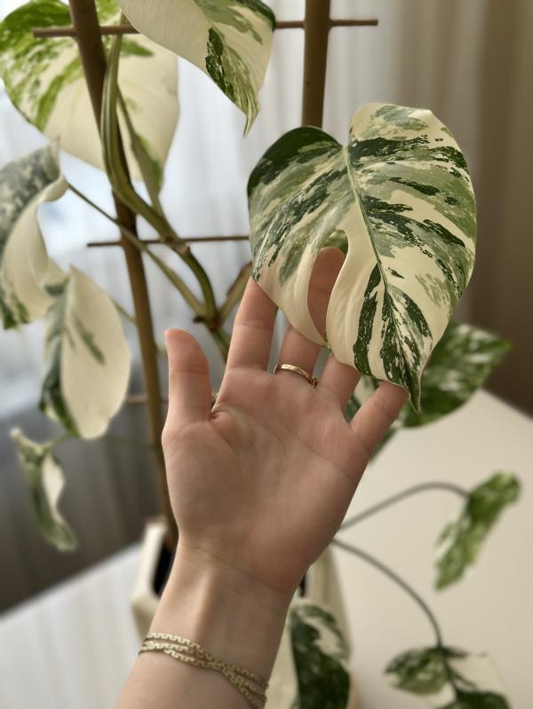 post image 5