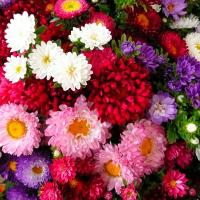 Александра