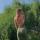 valeriafee