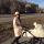 anji_g