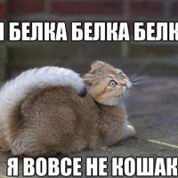 катя