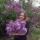 goncheva.26