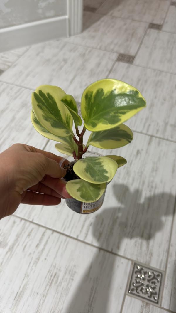 post image 5
