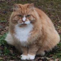 Ксения А