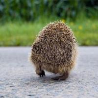 Марина