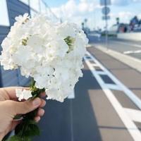 Mado