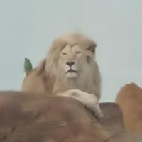 Алинка