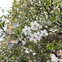 Аминка 🌸