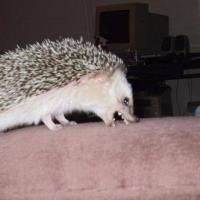 Лола