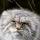 kot_manul