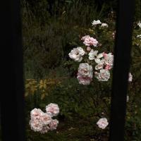 созерцатель • мечтатель • плювиофил