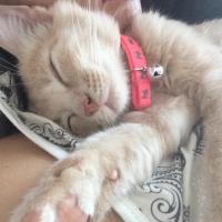 Елена Самулкина 