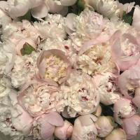 🌸🌸🌸