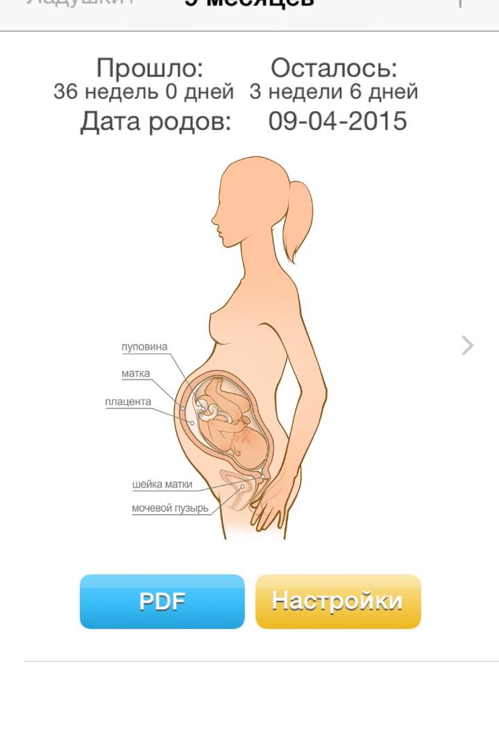 Недели родов в месяцах. Недели беременности. Предполагаемая Дата родов. 9 Месяцев это сколько недель. Недели беременности по месяцам.