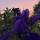nellya_ismailova