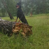 Полина