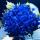 olesya2377