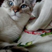 Алена