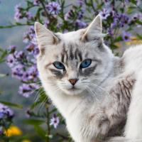 Полина