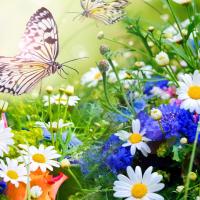 Jasmin 