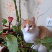 Ирина Демидова