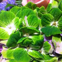 ginger green