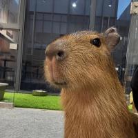 capybaraa
