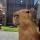 capybaraa