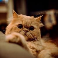 Снежана Чмырикова 
