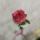 djannatul