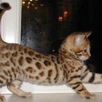 Райля