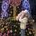 amila_wow