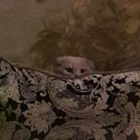 Жанна