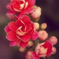 Rushana
