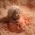 frollii_newborn