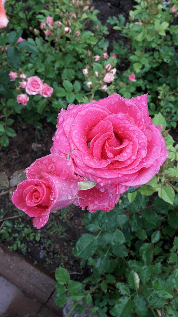 post image 4
