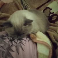 Марина