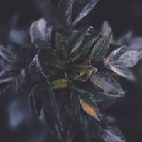 Wormwood