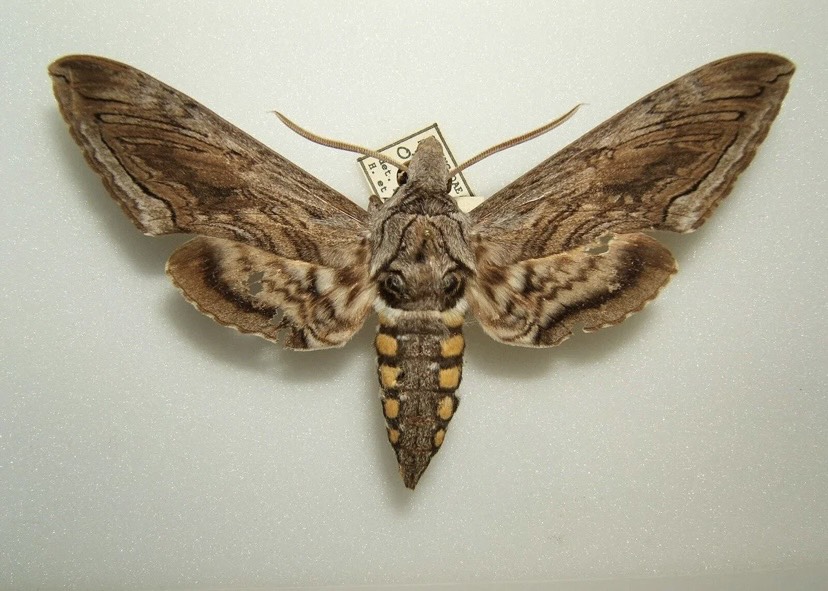 post image 4