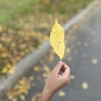 Асель