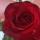 lesy31051987