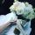 alena_n