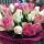 orlova_k.n