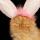 murchick