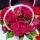 i_love_flowers