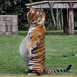 Tititigra